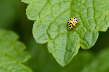 Gelber Marienkäfer