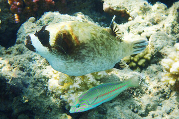 The masked puffer, Arothron diadematus fish