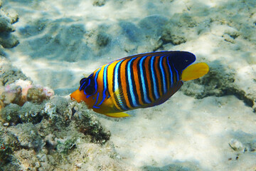 Fototapeta na wymiar Regal angelfish (Pygoplites diacanthus) in the coral reef