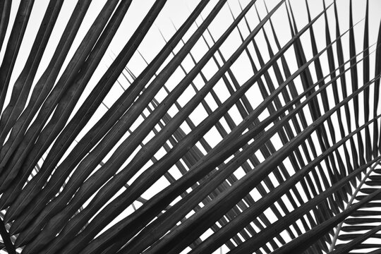 Palm leaf pattern black and white photograph