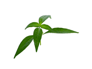 Andrographis paniculata  on white background