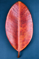 Red leaf of ficus robusta on blue background.