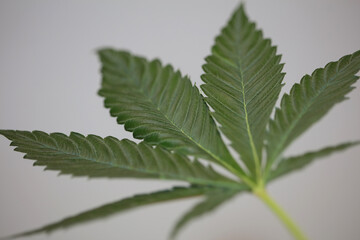 Hemp or cannabis leaf close up medical marihuana isolated on white background top view flat lay modern trendy high quality big size print