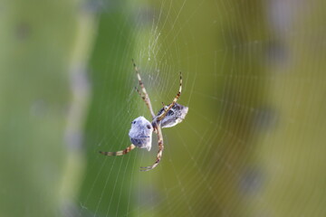 Spider Web 2