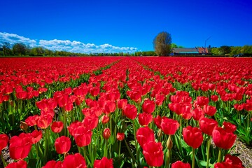 Field of red coloured tulips in Lisse Holland