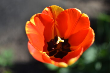 Fototapeta premium Beautiful spring flower