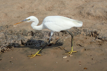 heron on the beach