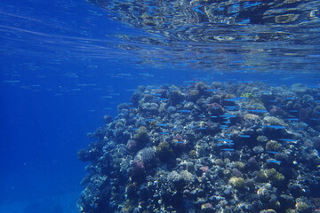small fishes in the red sea