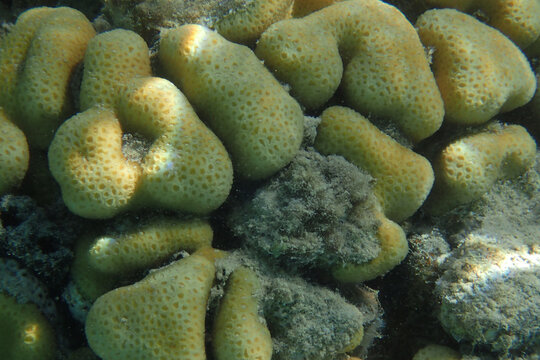 Goniastrea coral from the Red Sea