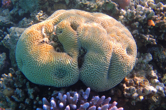 platygyra coral from the red sea