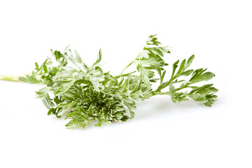 Artemisia absinthium. Wormwood branch isolated on white background. Cosmetics and medical plant.