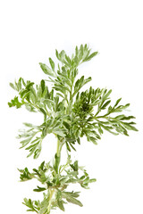 Artemisia absinthium. Wormwood branch isolated on white background. Cosmetics and medical plant. - obrazy, fototapety, plakaty