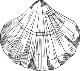 Beautiful vector shell. Hand-drawn illustrations of an engraved line.
