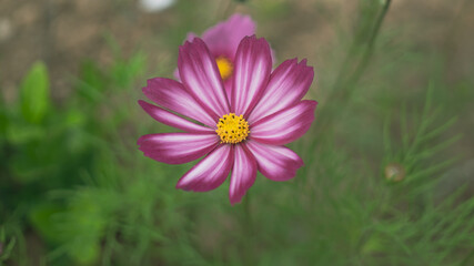 Fototapeta premium Bokeh macro close-up photo of early summer pink autumn English flowers
