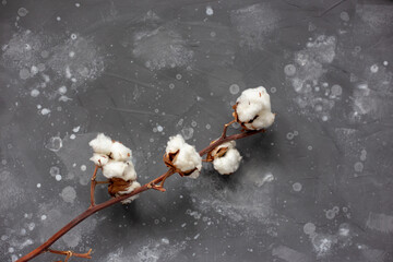 A branch of cotton on a background of a gray wall