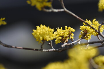 Clusters of tiny flowers, asiatic dogwood is blooming on a bright sunny day.