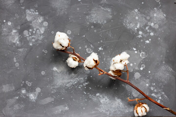 A branch of cotton on a background of a gray wall