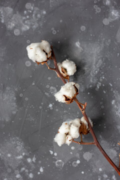 A branch of cotton on a background of a gray wall