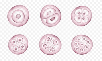 Realistic vector cells division. Stages of human embryonic development. Medical or biology science scheme