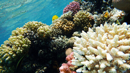 Naklejka na ściany i meble acropora corals from the red sea