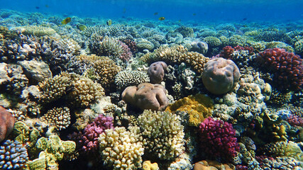 coral reef in Egypt, Makadi Bay