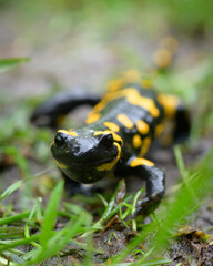 Feuersalamander