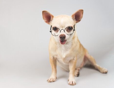 brown Chihuahua dog wearing eye glasses sitting on white background, smiling and looking at camera.