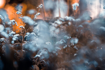 Forget-me-not (Myosotis) flowers blooming