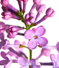 Naklejka na ściany i meble lilac flower growing on white background