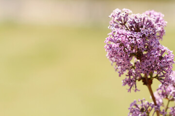 close up of lilac flowers