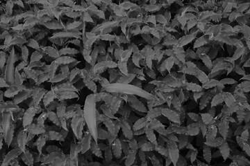 Monochrome home grown garden light and shadow background