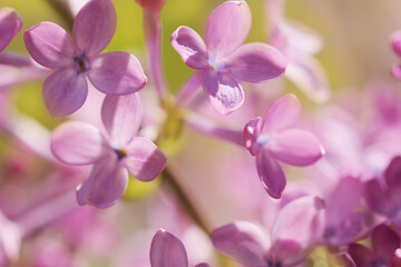Fototapeta na wymiar pink flowers of a lilac