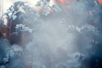 Forget-me-not (Myosotis) flowers blooming