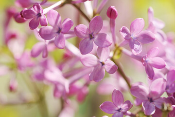 close up of purple lilac flower