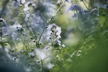 Forget-me-not (Myosotis) flowers blooming