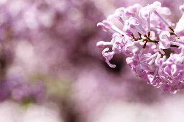 Fototapeta premium close up of a lilac flower