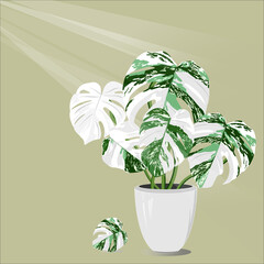 vector of Monstera Leaf with green and white color