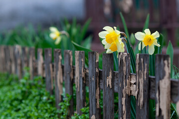 daffodils in a garden