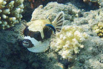 The masked puffer, Arothron diadematus fish
