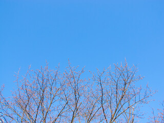 Fototapeta na wymiar branches against blue sky
