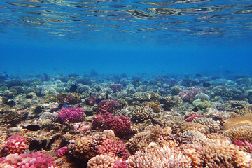 coral reef in Egypt, Makadi Bay