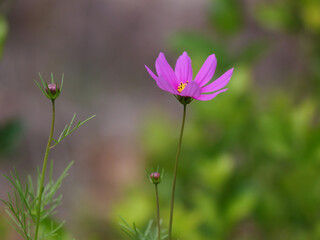 Bokeh macro close-up photo of early summer pink autumn English flowers