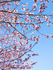 cherry blossom in spring