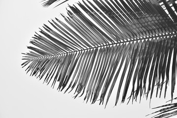 Palm leaf in home grown background against the sky