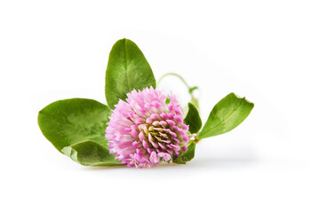 Trifolium pratense or Red clover isolated on white background. It can be used for therapeutic...