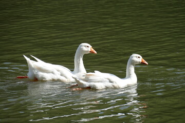 Weiße Hausgänse (Anser anser domesticus) in einem Gewässer schwimmend, Deutschland, Europa