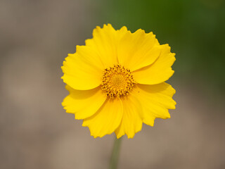 yellow flower in the garden