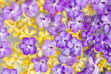 orchid flower on water surface