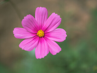 Obraz premium Bokeh macro close-up photo of early summer pink autumn English flowers