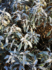 Fototapeta premium frozen salvia plant in the winter